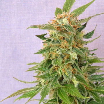 Насіння конопель Auto Fruit Feminised Silver - 500 шт